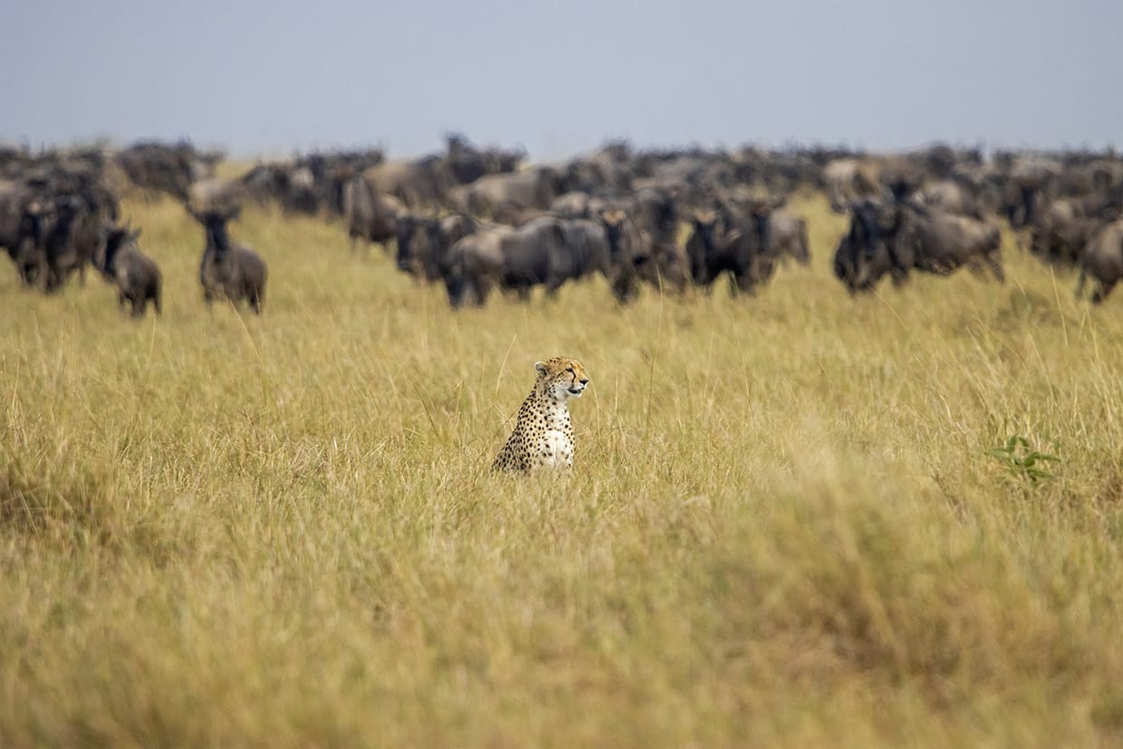3 Day Maasai Mara Expedition